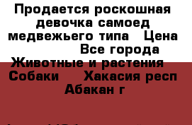 Продается роскошная девочка самоед медвежьего типа › Цена ­ 35 000 - Все города Животные и растения » Собаки   . Хакасия респ.,Абакан г.